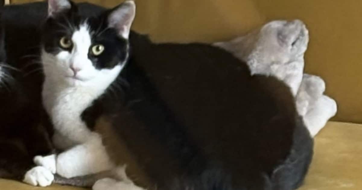 Heb jij Sien of Coco gezien? Deze twee huisdieren worden in Kapelle vermist