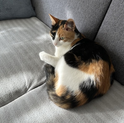 Heb jij Booboo, Browski of Gofret gezien? Deze drie huisdieren worden in Tiel vermist