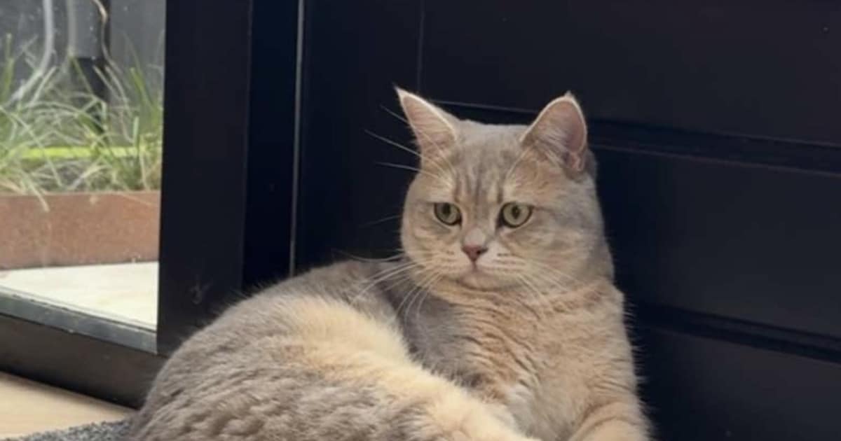 Heb jij Lio gezien? Dit huisdier wordt in Eemnes vermist