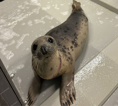 Zwaar verstrikte zeehond opgevangen in Zeehondencentrum in Lauwersoog