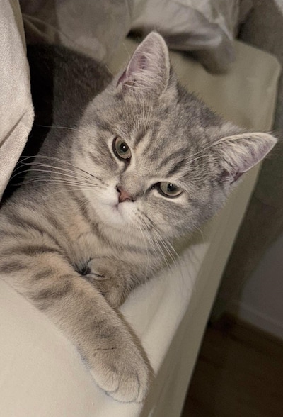 Heb jij Aslan, Blackie of Charlie gezien? Deze drie huisdieren worden in Oosterhout vermist