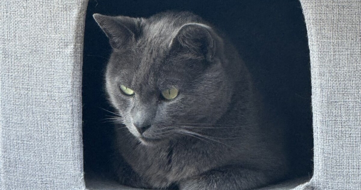 Heb jij Sunny gezien? Dit huisdier wordt in Venray vermist