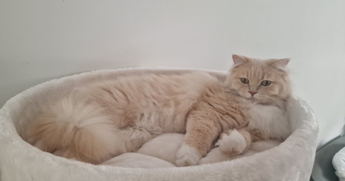 Heb jij Kiki, Mango of Luna gezien? Deze vier huisdieren worden in Groningen vermist