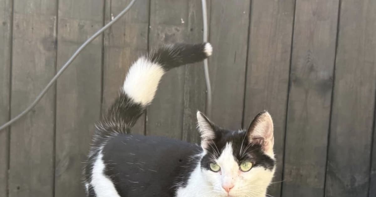 Heb jij Boboo of Miep gezien? Deze twee huisdieren worden in Enkhuizen vermist