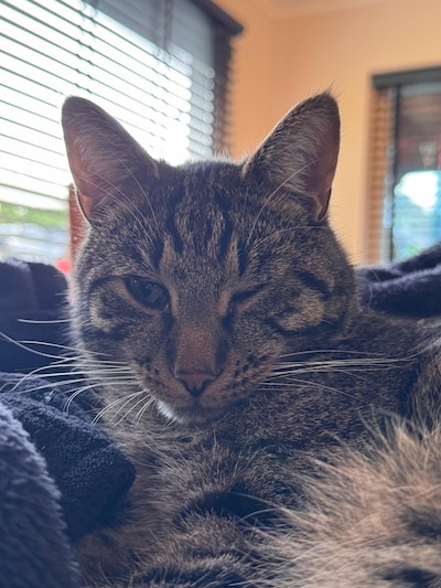Heb jij Peter, Smoes of Bram gezien? Deze 15 huisdieren worden in Arnhem vermist