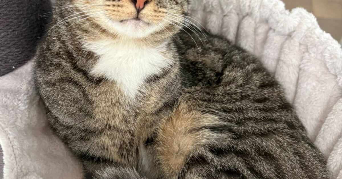 Heb jij Cootje of Ollie gezien? Deze twee huisdieren worden in Bergen vermist