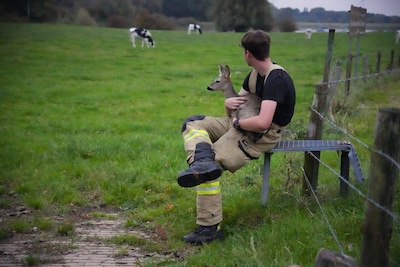 Brandweer redt uitgeputte ree uit het water in Giesbeek