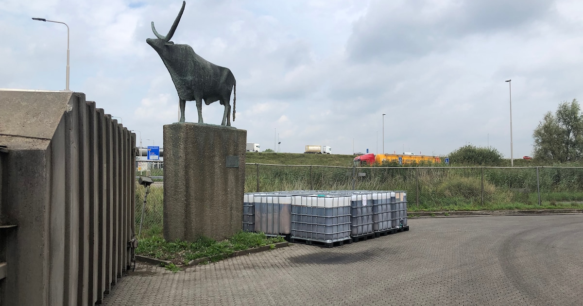 Iconische Watusirund Verhuist naar Julianapark: Een Nieuw Symbool voor Veghel