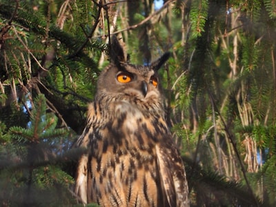 Wintercircuit en bijzondere dieren op kinderboerderij De Goudse Hofsteden