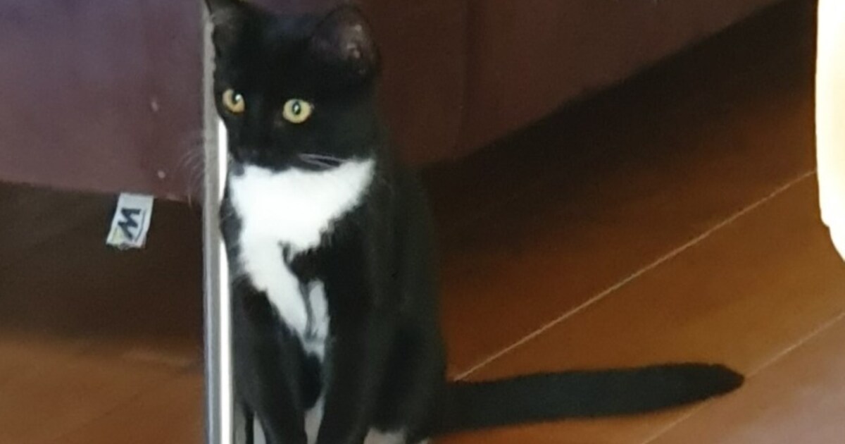 Heb jij Monky gezien? Dit huisdier wordt in De Wolden vermist