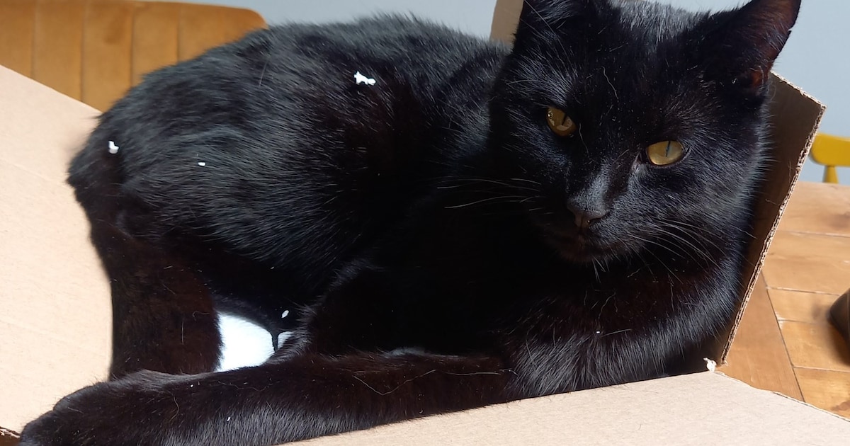 Heb jij Ket, Hajo of Pip gezien? Deze drie huisdieren worden in Peel en Maas vermist