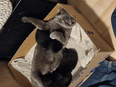 Heb jij Catootje of Lila gezien? Deze twee huisdieren worden in Wijchen vermist