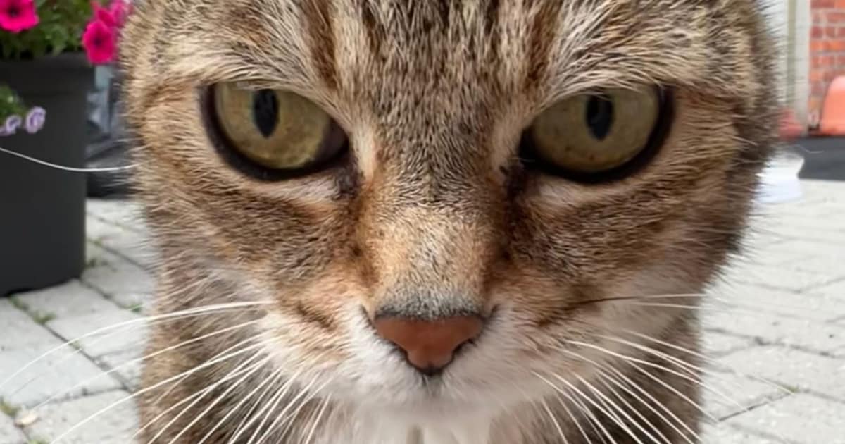 Heb jij Pumba gezien? Dit huisdier wordt in Terneuzen vermist