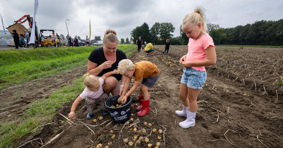 Aardappelrooidag in Nieuw-Vennep en Wieringerwerf