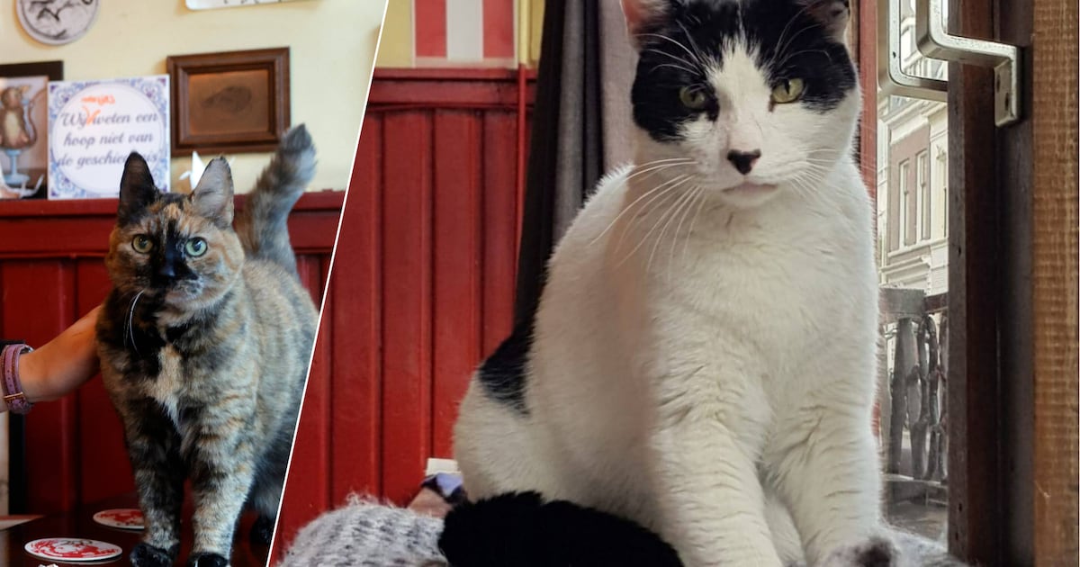 Misschien wel de bekendste cafékat van Utrecht is niet meer: kater Stip van café DeRat na 17 jaar ov