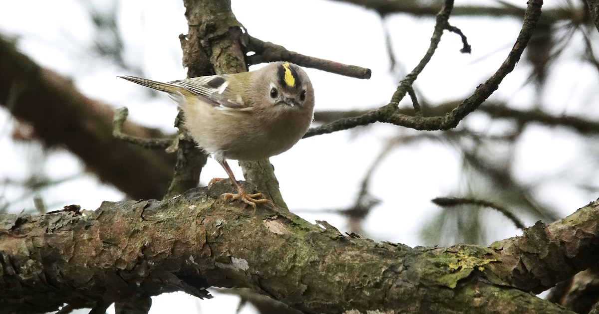 Nationale Tuinvogeltelling in Nijverdal