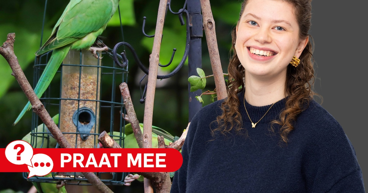 Halsbandparkieten duiken op in Ambacht: wat vind jij van de vogels? Een verrijking of overlastgevend