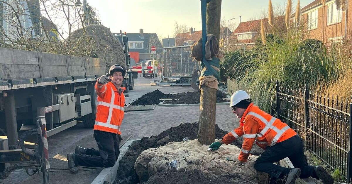 Ringstraat in Sommelsdijk wordt een stukje groener met nieuwe iepen