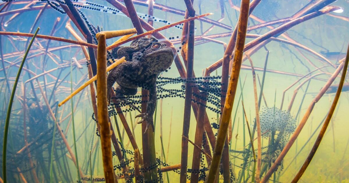 Vrijwilligers redden duizenden amfibieën in Noord-Holland
