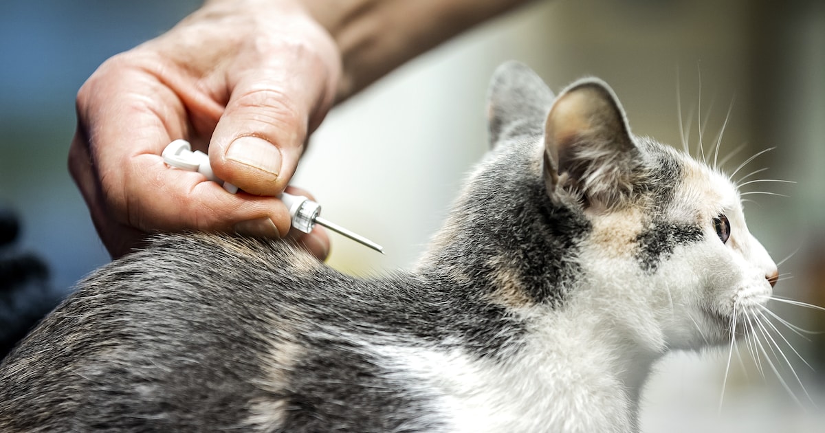 Kat nog niet gechipt? Dat kan voordelig tijdens chipactie van Leidschendam, Stompwijk en Voorburg