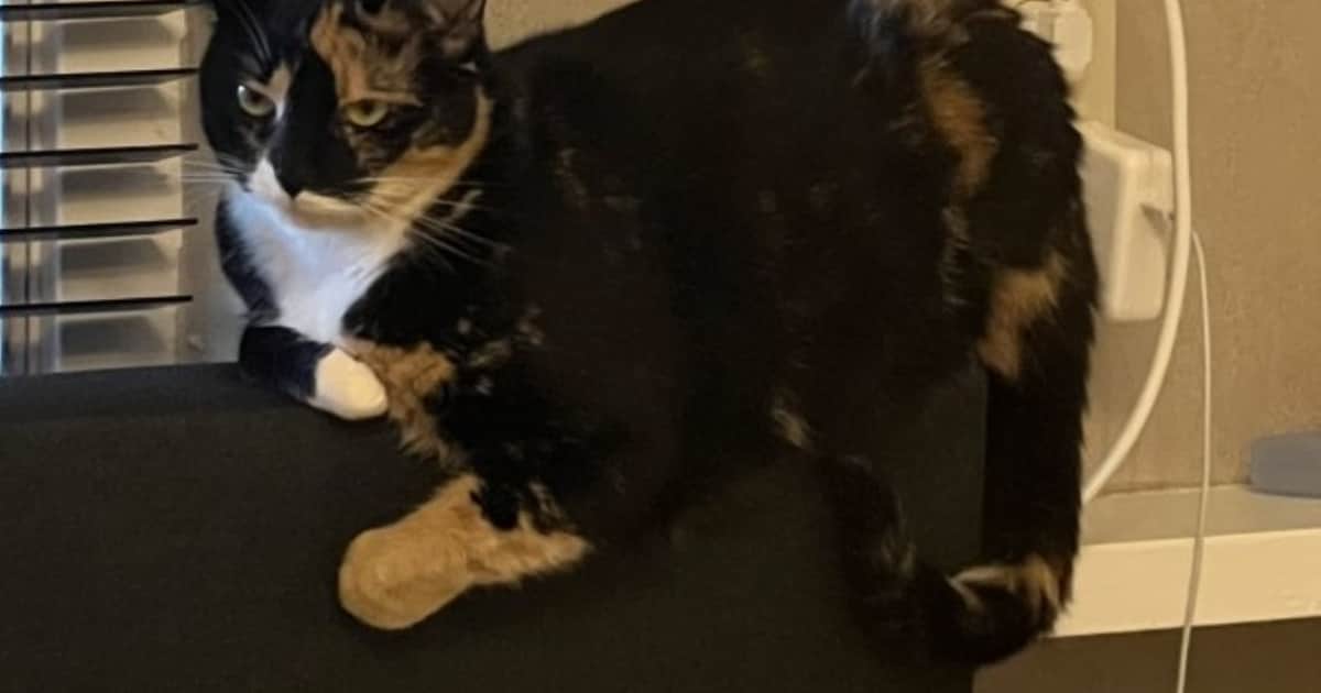 Heb jij Incir gezien? Dit huisdier wordt in Ouder-Amstel vermist