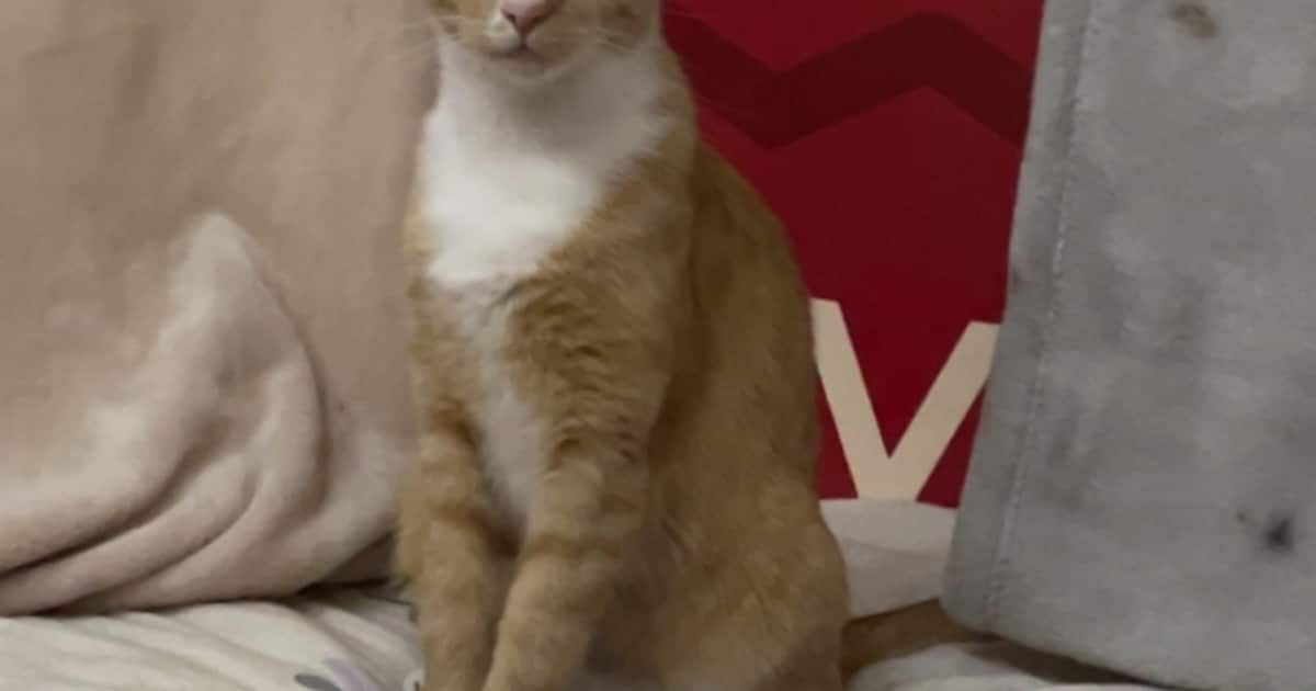 Heb jij Whiskey gezien? Dit huisdier wordt in Venray vermist