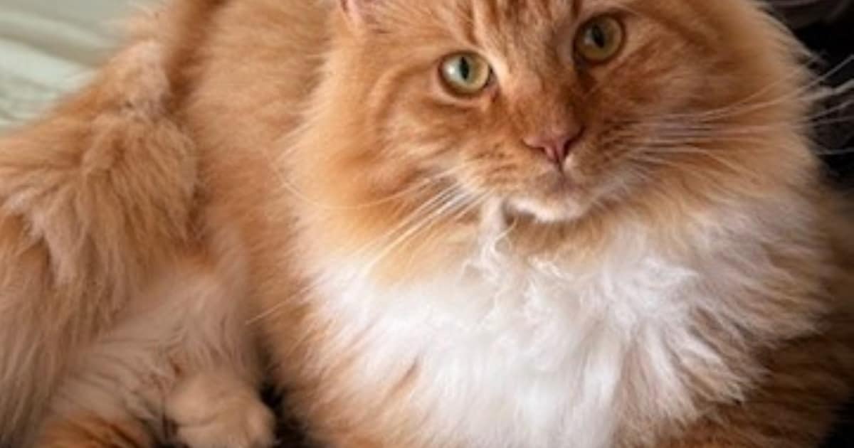 Heb jij Ody, Garfield of Jack gezien? Deze drie huisdieren worden in Goes vermist