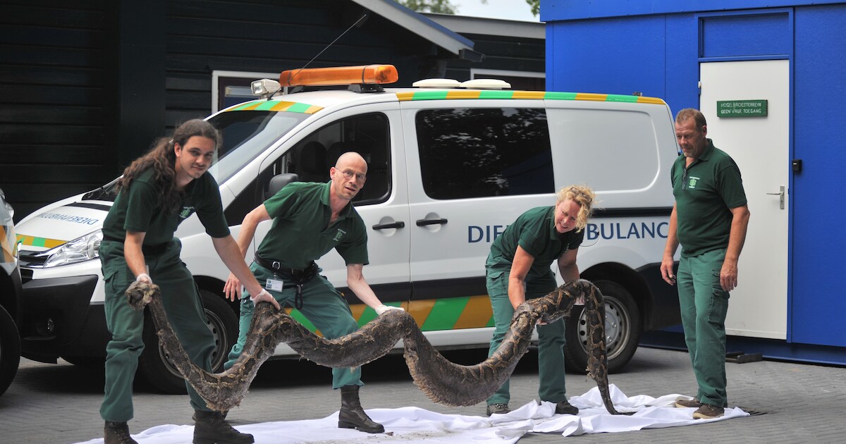 Enorme wurgslang gevonden in kuil langs spoor Oosterbeek | Nieuws | AD.nl