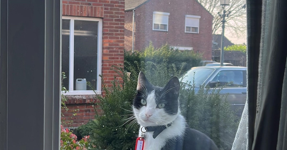 Heb jij Prudlio gezien? Dit huisdier wordt in Roerdalen vermist