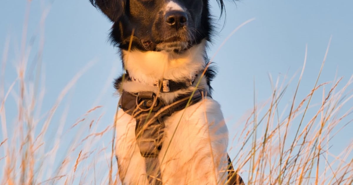 Heb jij Wietse gezien? Dit huisdier wordt in Ooststellingwerf vermist