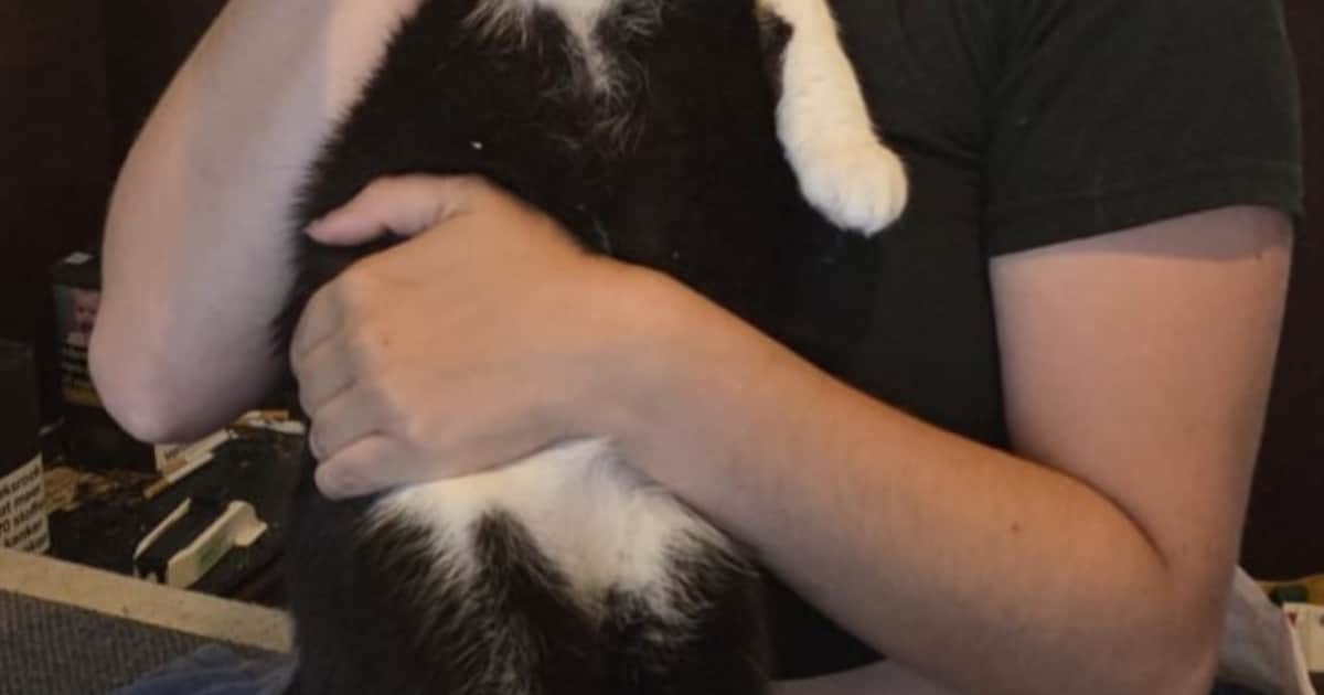 Heb jij Phantom gezien? Dit huisdier wordt in Vlissingen vermist