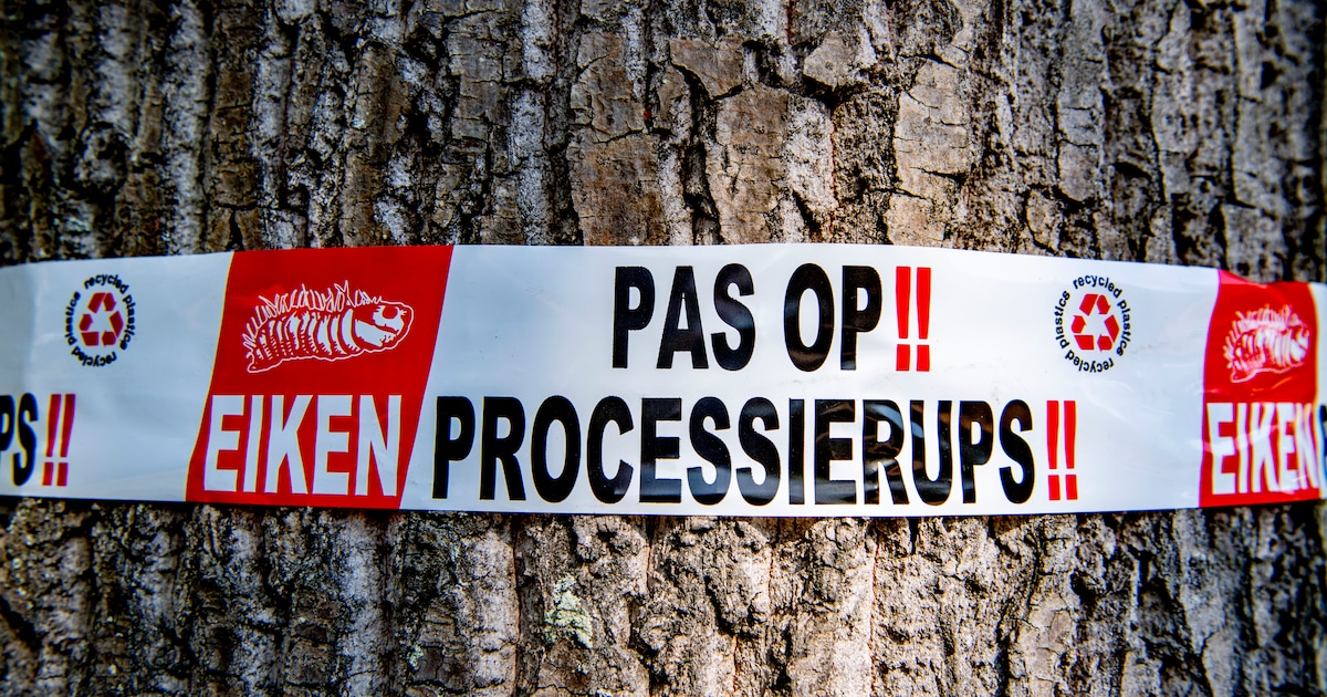 Eikenprocessierupsen verwijderd bij Zwemlust in Stichtse Vecht