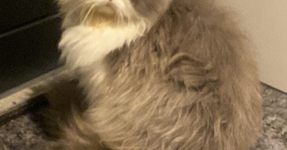 Heb jij Billy gezien? Dit huisdier wordt in Simpelveld vermist