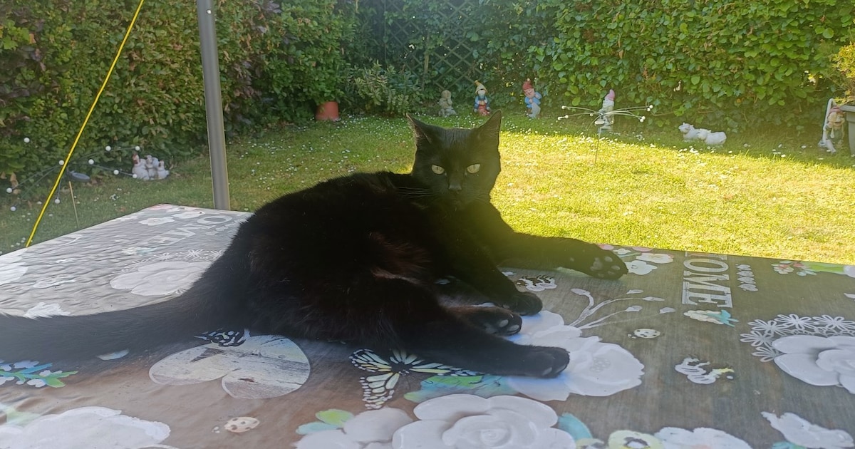 Heb jij Titi gezien? Dit huisdier wordt in Schouwen-Duiveland vermist