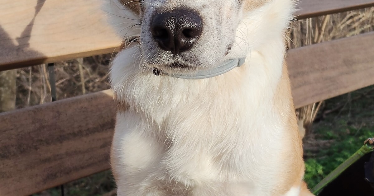 Heb jij Anthon gezien? Dit huisdier wordt in Sluis vermist