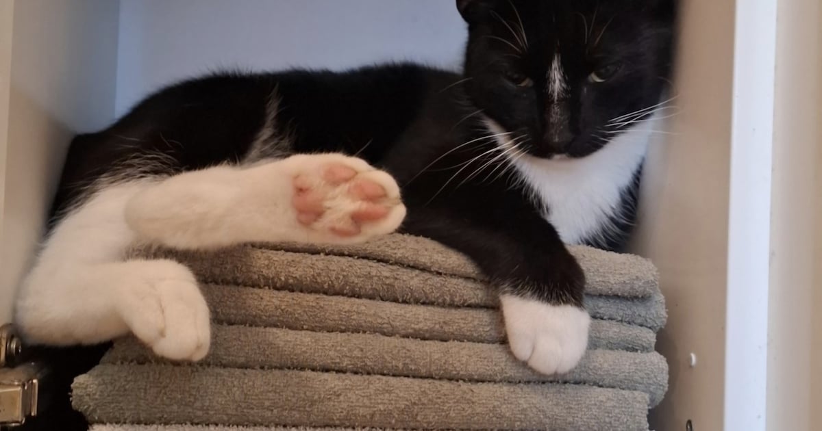 Heb jij Sok gezien? Dit huisdier wordt in Zaltbommel vermist