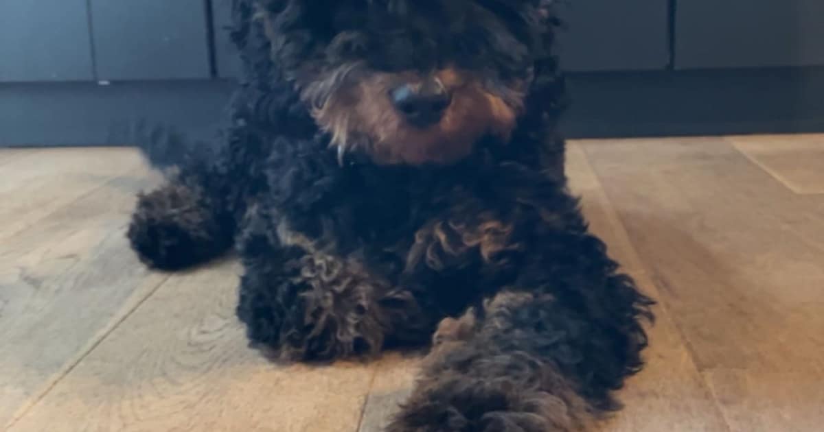 Heb jij Sef gezien? Dit huisdier wordt in Peel en Maas vermist