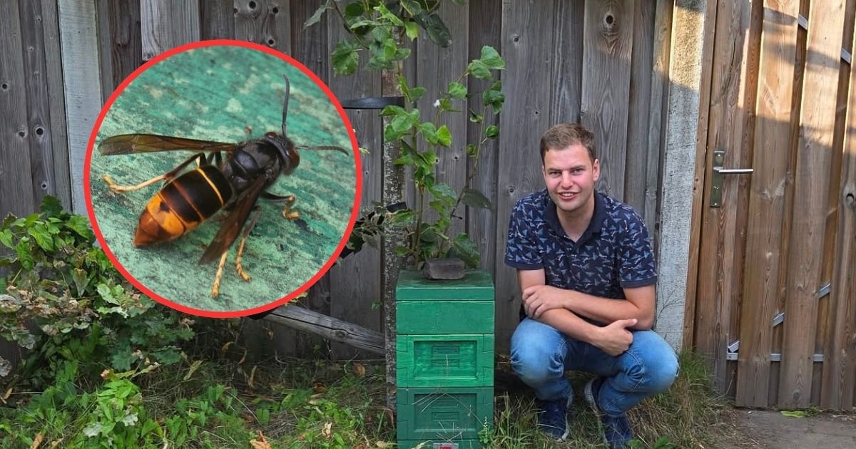 Hengelose Jasper (29) jaagt vanuit zijn tuin op hoornaars: ‘Vijf nesten in één week gevonden’