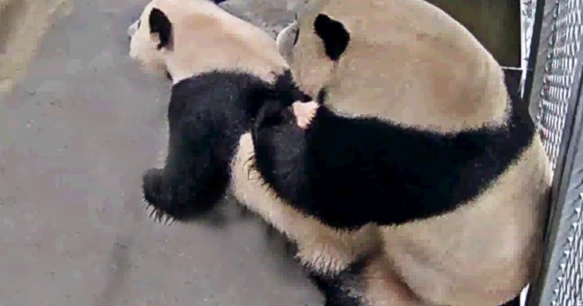 Zwangere panda in Rhenen krijgt geen Chinees bezoek vanwege coronavirus ...