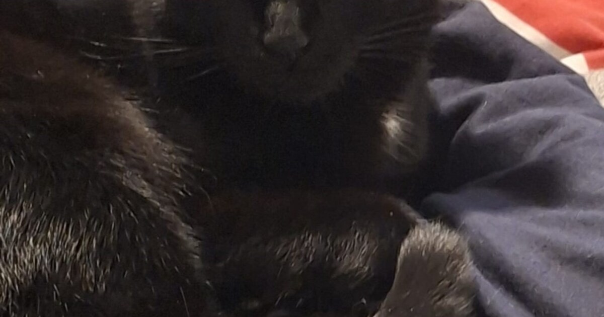 Heb jij Droppie of Tijger gezien? Deze twee huisdieren worden in Zuidplas vermist