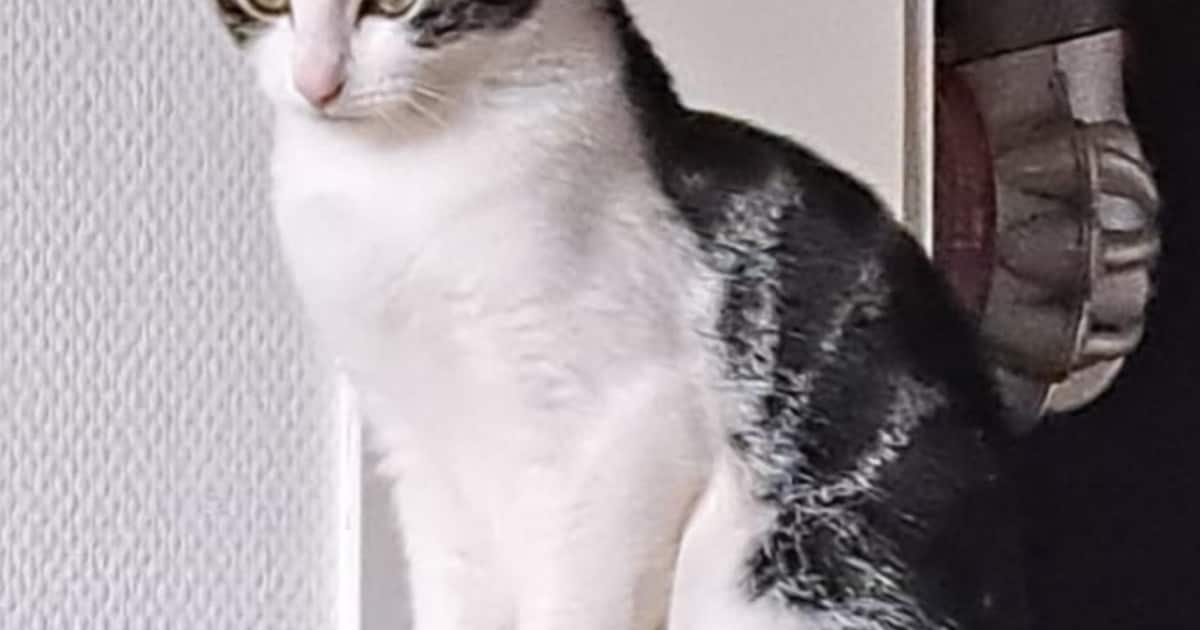 Heb jij Pepper gezien? Dit huisdier wordt in Heerenveen vermist