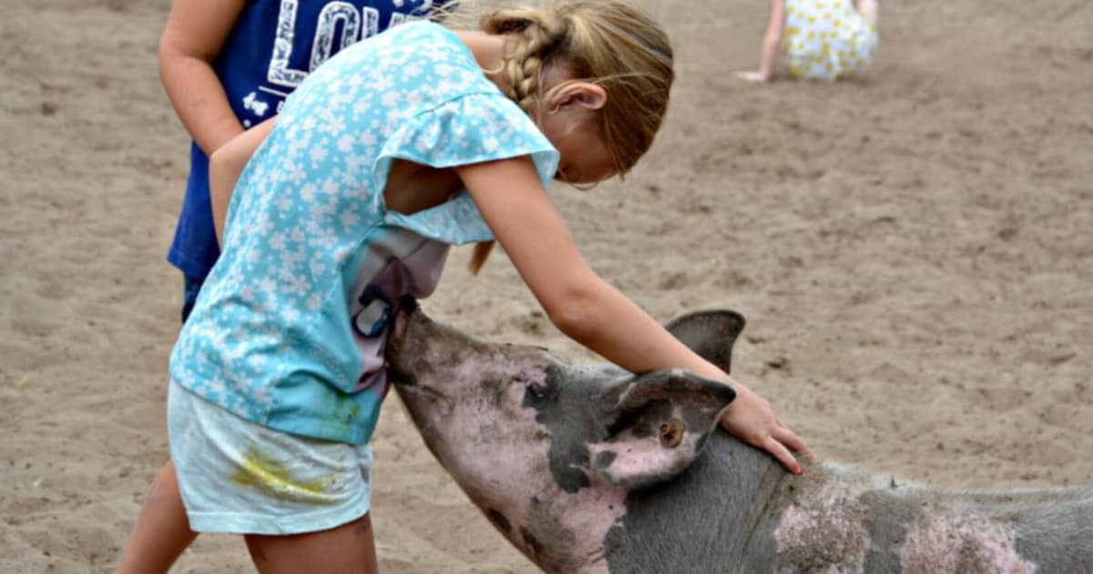 Een kijkje in de stal: deze varkensboerderij vlak bij Amersfoort zet de deuren open