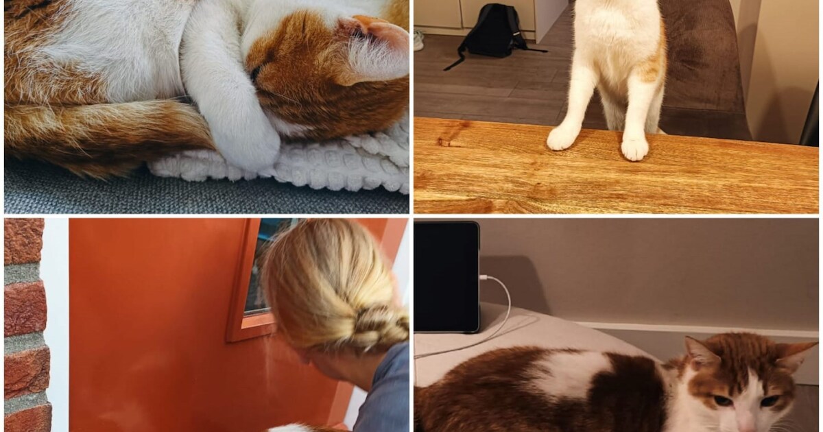 Heb jij Nola, Frits of Coco gezien? Deze vier huisdieren worden in Overbetuwe vermist