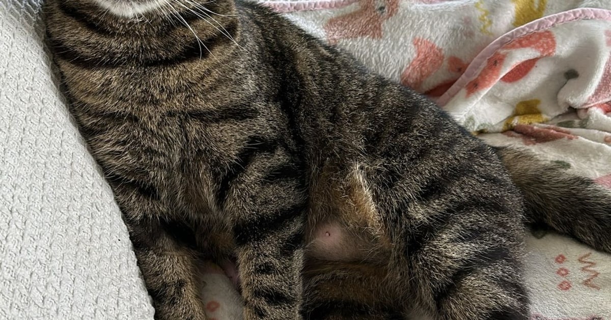 Heb jij Fee gezien? Dit huisdier wordt in Eijsden-Margraten vermist