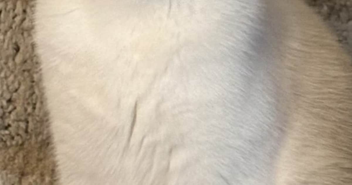 Heb jij Lilo gezien? Dit huisdier wordt in Wierden vermist