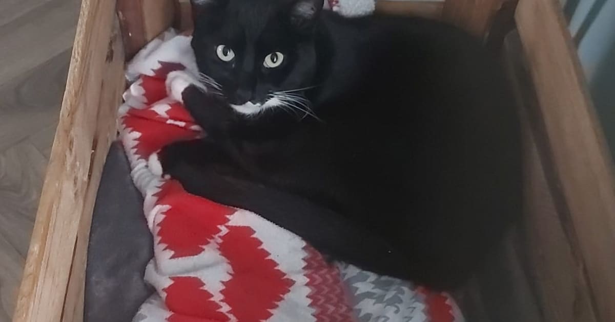 Heb jij Shila of Jack gezien? Deze twee huisdieren worden in Tytsjerksteradiel vermist