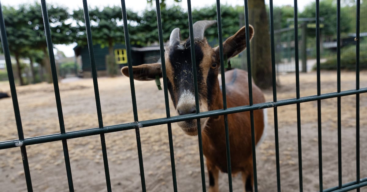 Kinderboerderij ’t Eiterse Hofje past openingstijden aan door hitte