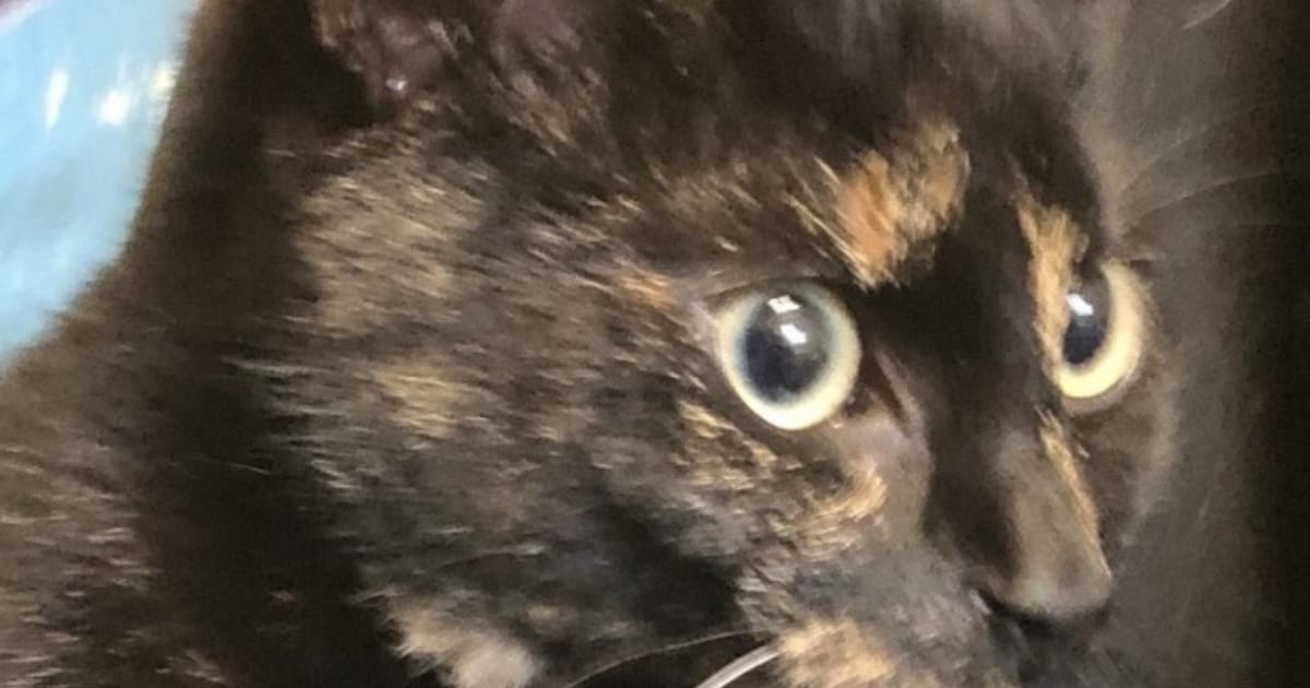 Heb jij Henk, Guusje of Archie gezien? Deze vier huisdieren worden in Goes vermist