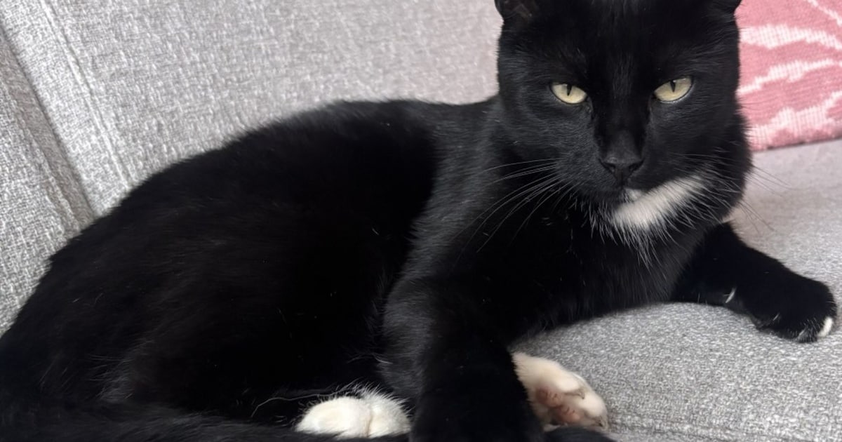 Heb jij Jacky of Bongel gezien? Deze twee huisdieren worden in Heerenveen vermist
