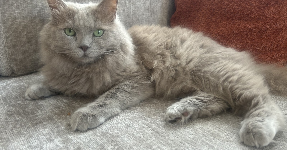 Heb jij Wobbe of Mason gezien? Deze twee huisdieren worden in Winterswijk vermist